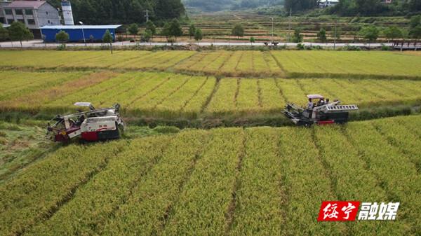 绥宁：7万亩杂交水稻制种稻浪滚滚 农民喜获丰收_邵阳头条网