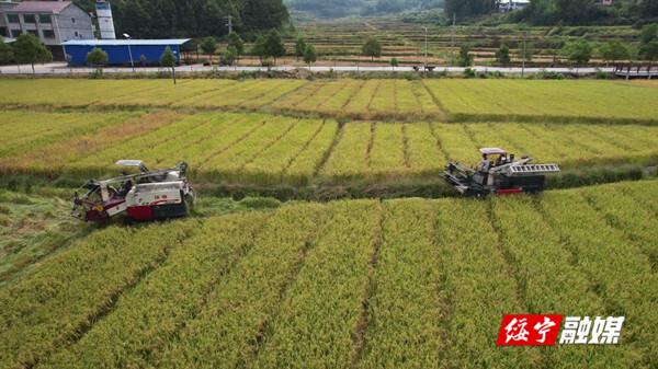 绥宁：7万亩杂交水稻制种稻浪滚滚 农民喜获丰收_邵商网