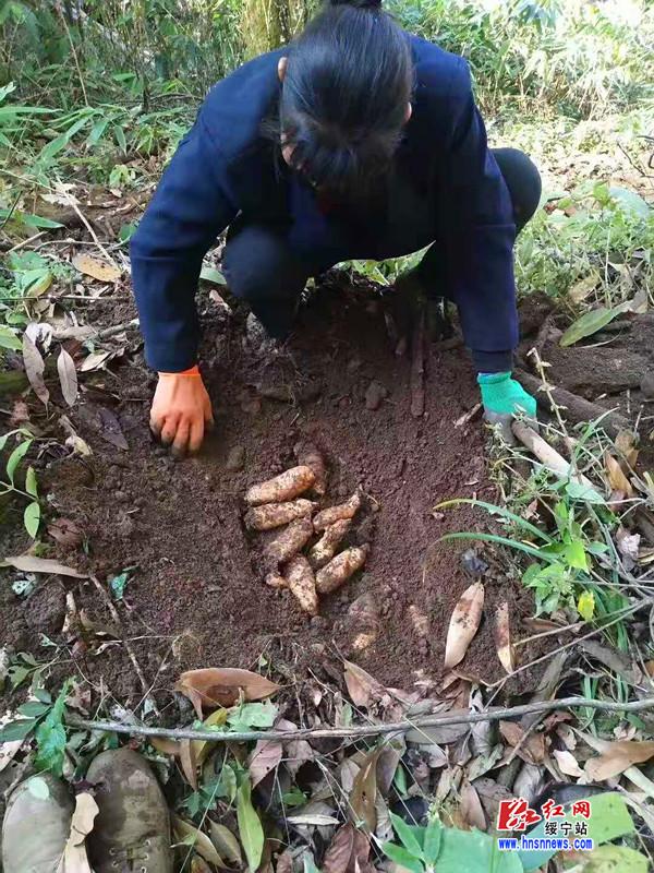 挖天麻.