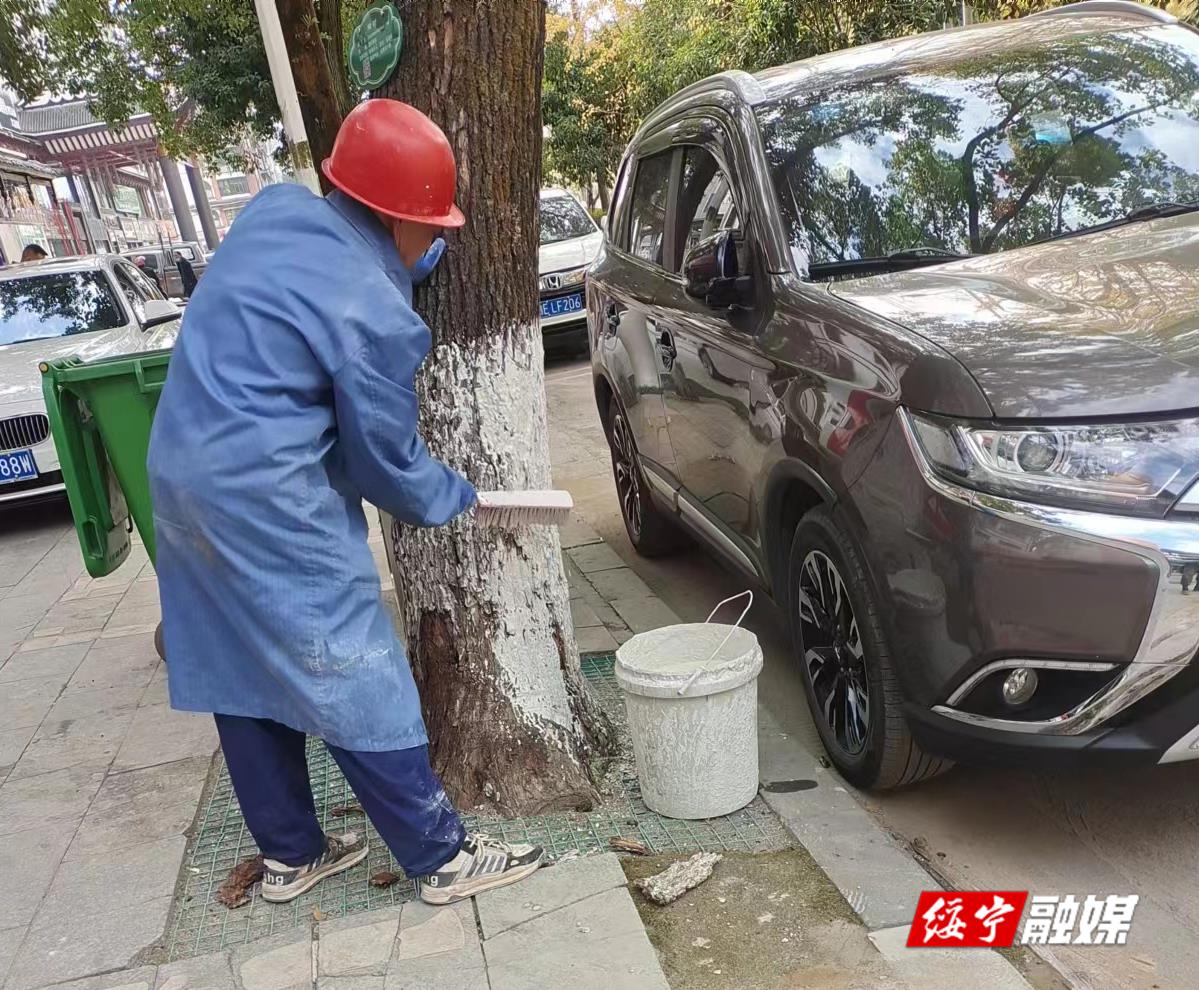 绥宁县公用事业服务中心：树木刷白添新景 温暖过冬有保障_邵阳头条网
