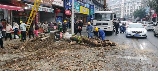 绥宁县城管局砍伐一株存在安全隐患的行道树_邵商网