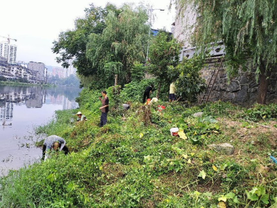 长铺镇大公坪社区“菜地整治”在行动_邵阳头条网