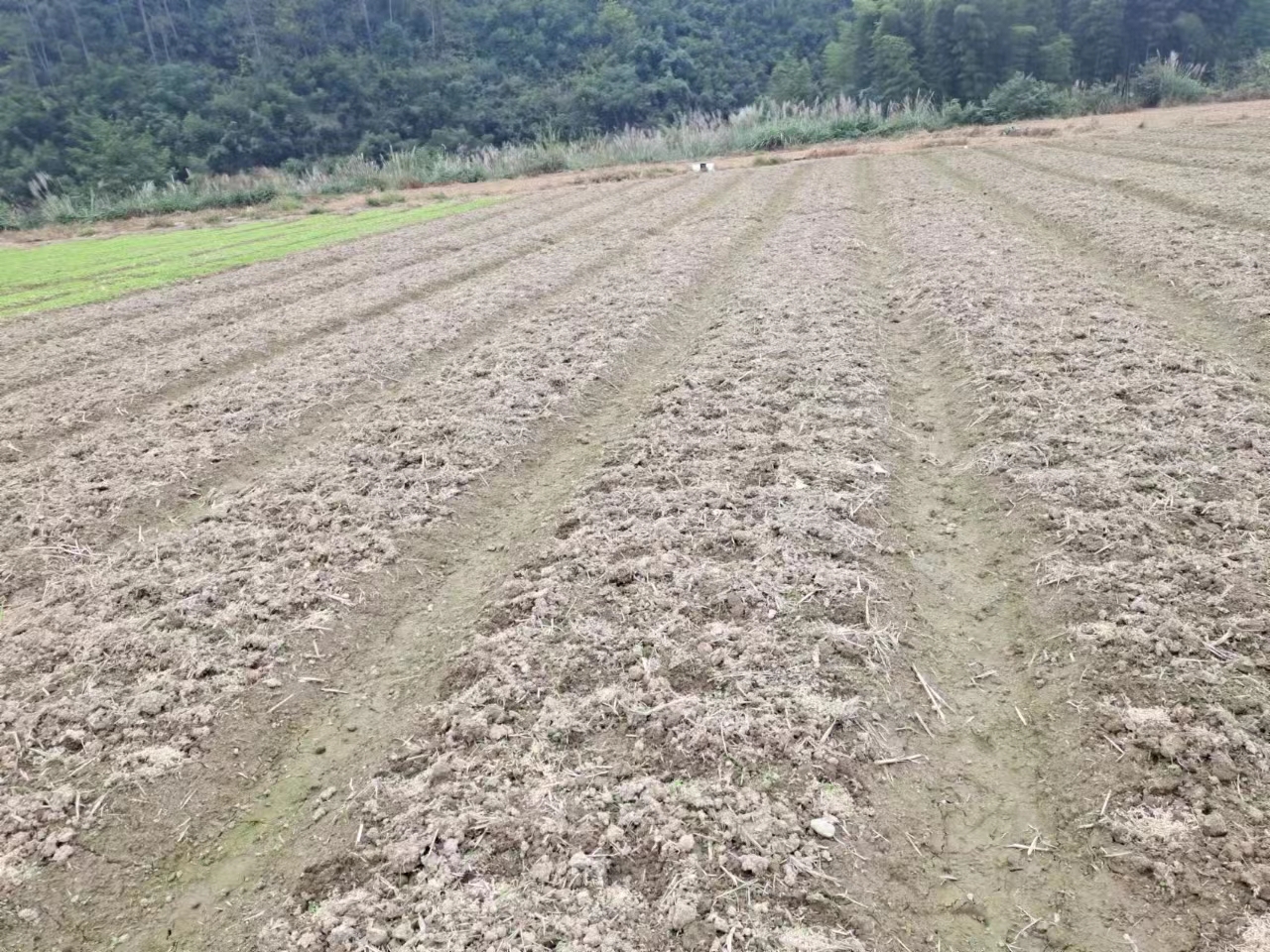 抢抓农时忙秋种  技术服务到田间_邵阳头条网