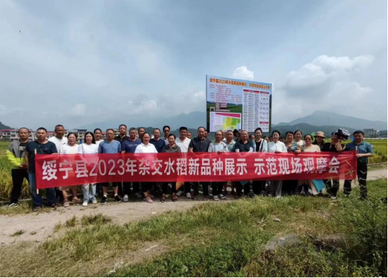 中稻新品种展示示范  品质产量双保证_邵阳头条网