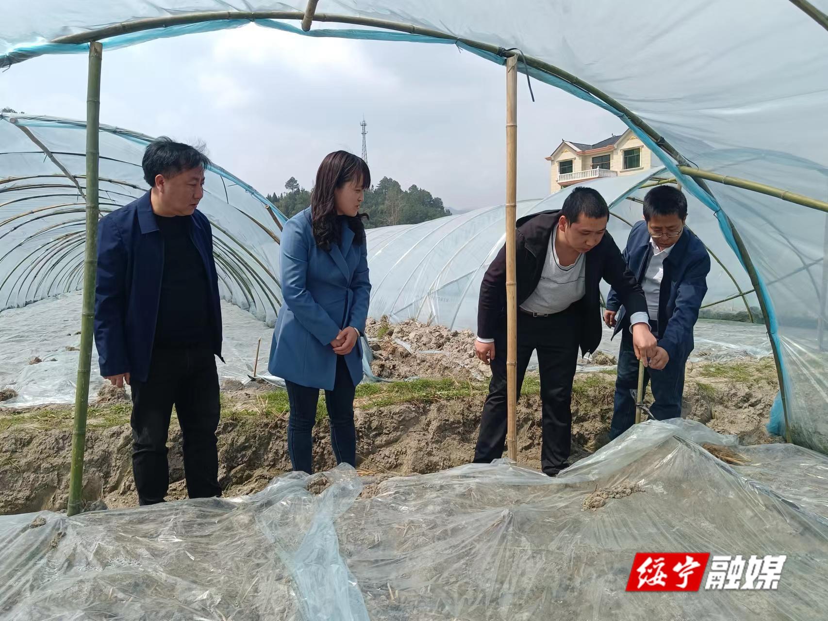 唐家坊镇：做活四篇文章 兴产业促振兴_邵阳头条网