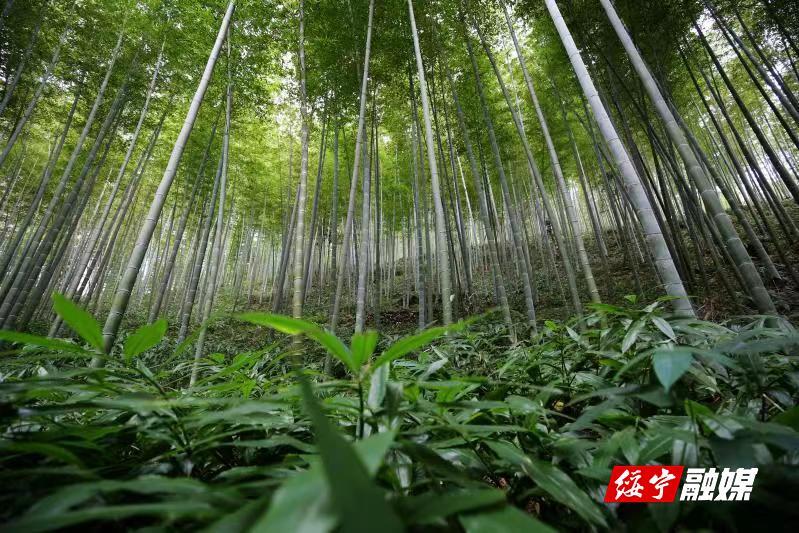 瓦屋塘镇着力创建中国竹业特色之乡_邵阳头条网