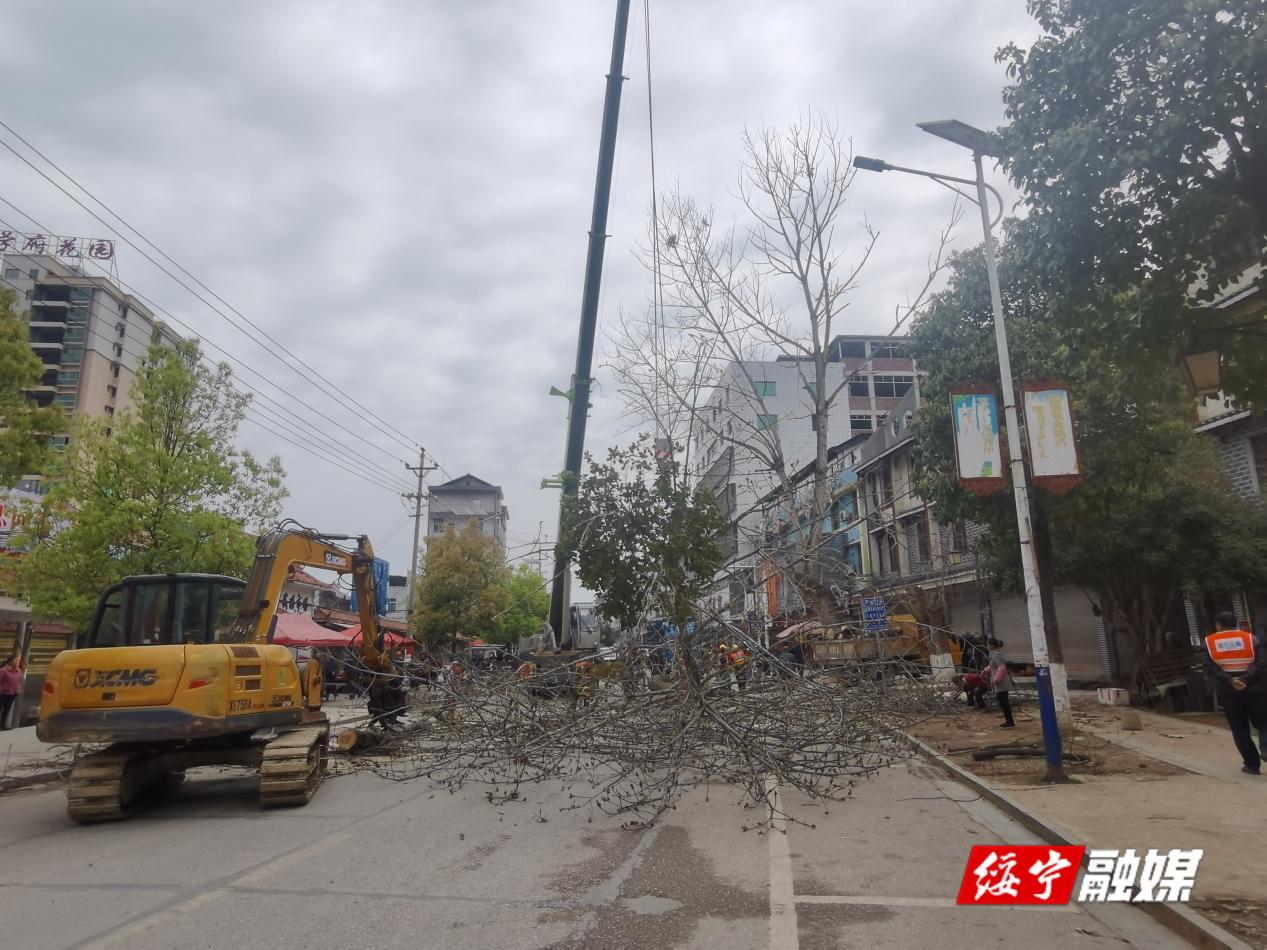 武阳镇：砍伐枯树除隐患 安全护行解民忧_邵阳头条网
