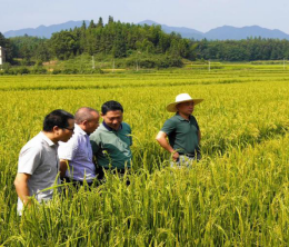 戴魁根处长一行到绥宁县调研制种大县建设(图1)
