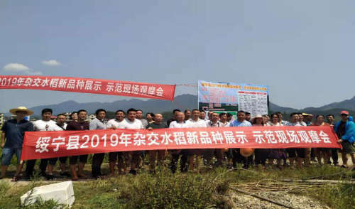 绥宁县召开2019年水稻新品种展示、示范现场会(图1)
