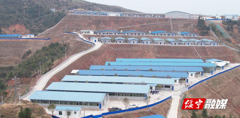 梁恩雄到绥宁花猪国家级（拟申报）保种场项目建设基地现场为企业排忧解难(图1)