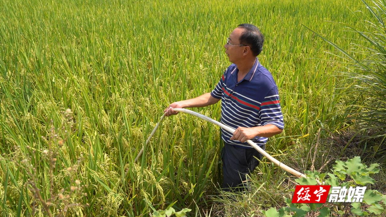 绥宁：齐心协力战旱魔 农田“解渴”保秋收(图1)