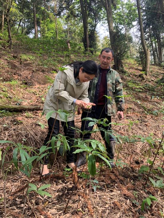 三区人才和科技特派员到绥宁县中药材基地、贫困村和企业开展科技服务(图1)