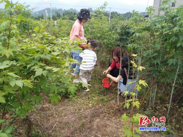 绥宁县关峡苗族乡插柳村：百亩覆盆子熟了 吸引游客忙采摘(图1)