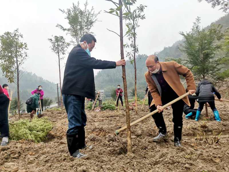 绥宁县林业局开展 2020年全民义务植树活动(图1)