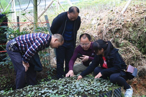 县林业局赴麻塘乡调研重楼林下种植(图1)