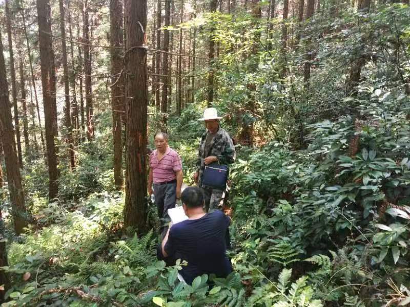 绥宁县：以林长制为抓手 扎实做好“护绿”文章(图3)