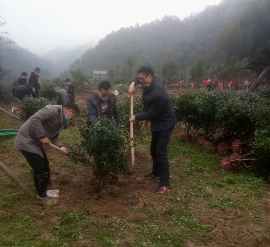 绥宁县农业农村水利局干部职工在黄桑参加义务植树活动(图1)