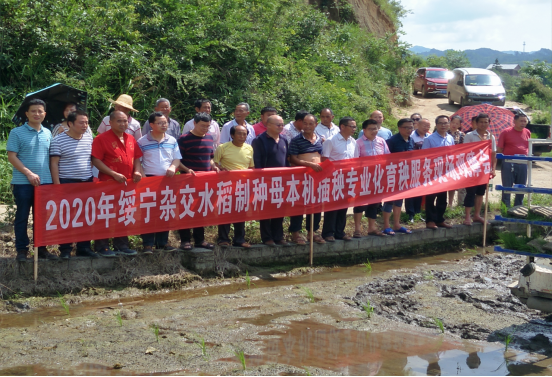 绥宁县召开杂交水稻制种母本机插秧专业化育秧机插秧示范现场观摩会(图1)