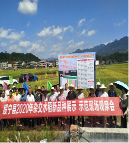 绥宁县召开2020年水稻新品种与新技术展示现场会(图1)