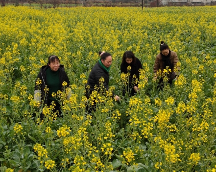 县农业技术人员深入基层开展油菜高产种植技术指导(图1)