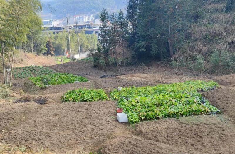 绥宁县瓦屋塘镇：撂荒地“长”出新“丰”景(图1)